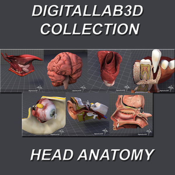 Head Anatomy Collection